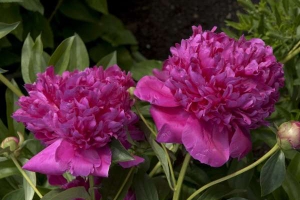 Peony 'Felix Crousse' 